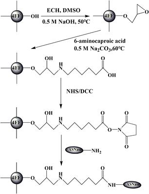 Covalent Immobilization of L-Asparaginase and Optimization of Its Enzyme Reactor for Reducing Acrylamide Formation in a Heated Food Model System